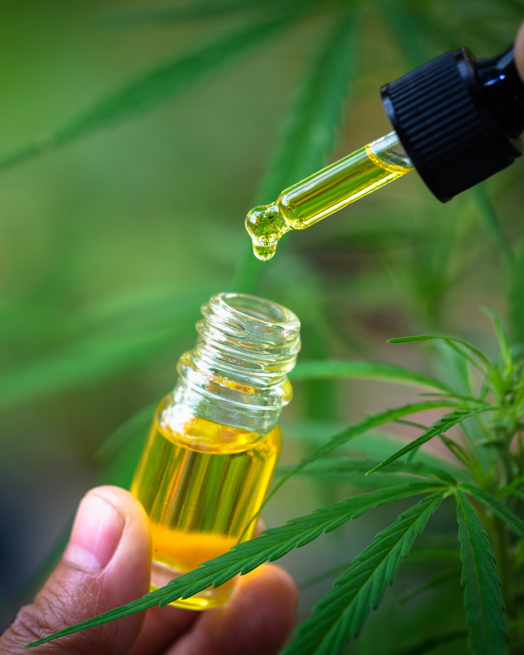Óleo de Cannabis Medicinal prescrito com segurança